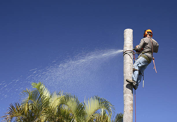 How Our Tree Care Process Works  in  Kouts, IN