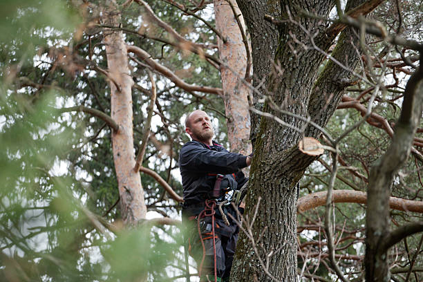 Best Tree Removal Service  in Kouts, IN